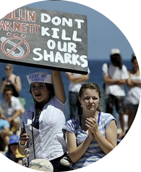 Don't Kill Our Sharks